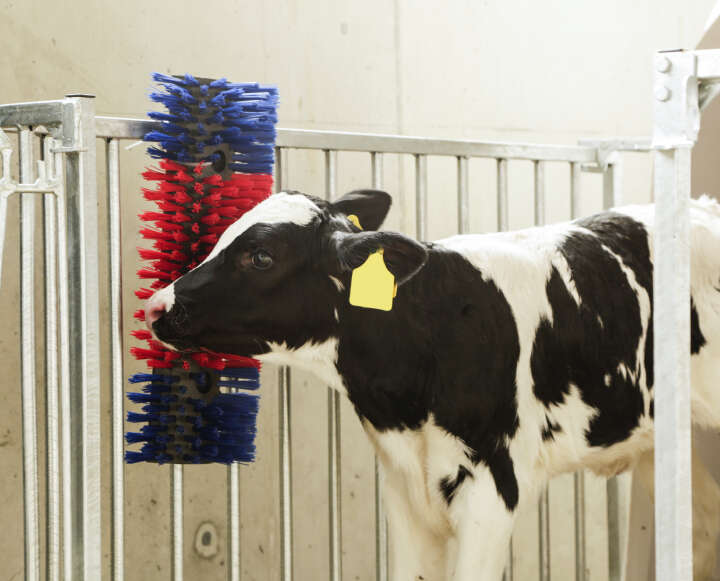 KERBL Halbrunde Kratzbürste